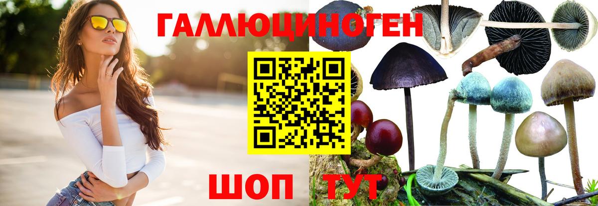 Псилоцибиновые грибы Psilocybine cubensis Брянск